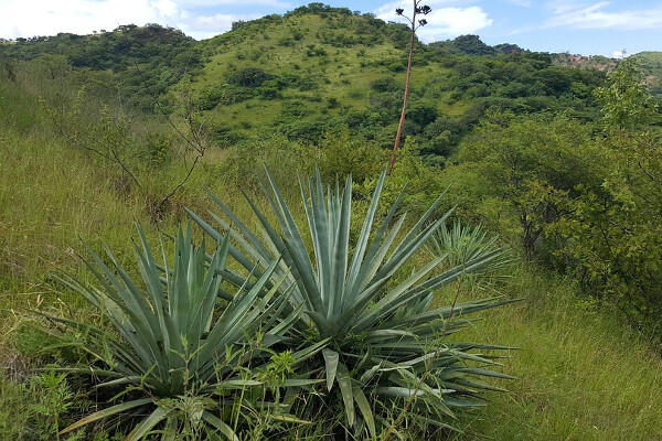 Mezcal: Qu es? | Cmo se hace? | Tipos